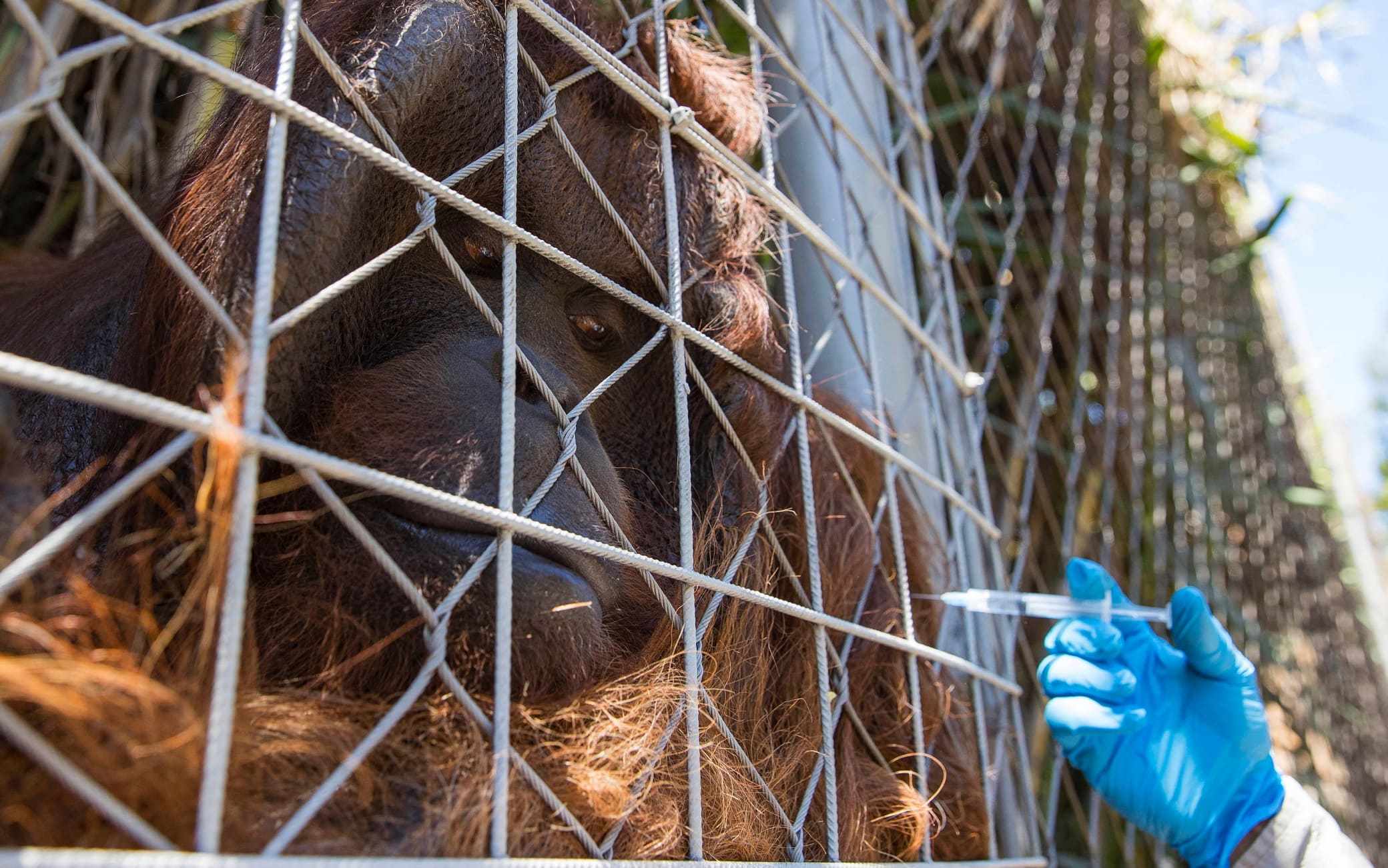 Covid zoo vaccino animali cile
