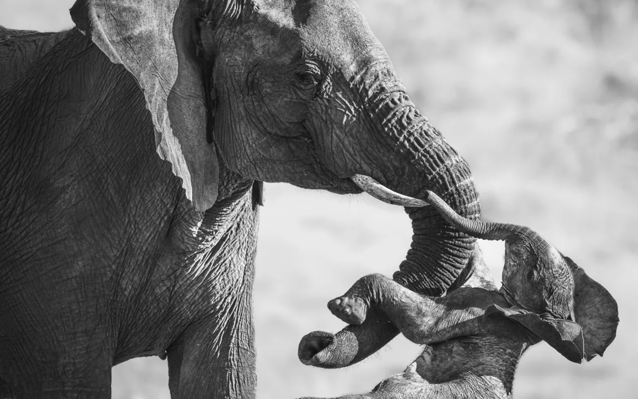 Wildlife Photographer of the Year 2026, vincitore assoluto l’italiano ...