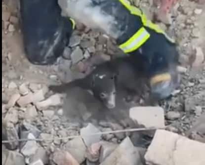 Salvato cucciolo di cane sepolto sotto le macerie