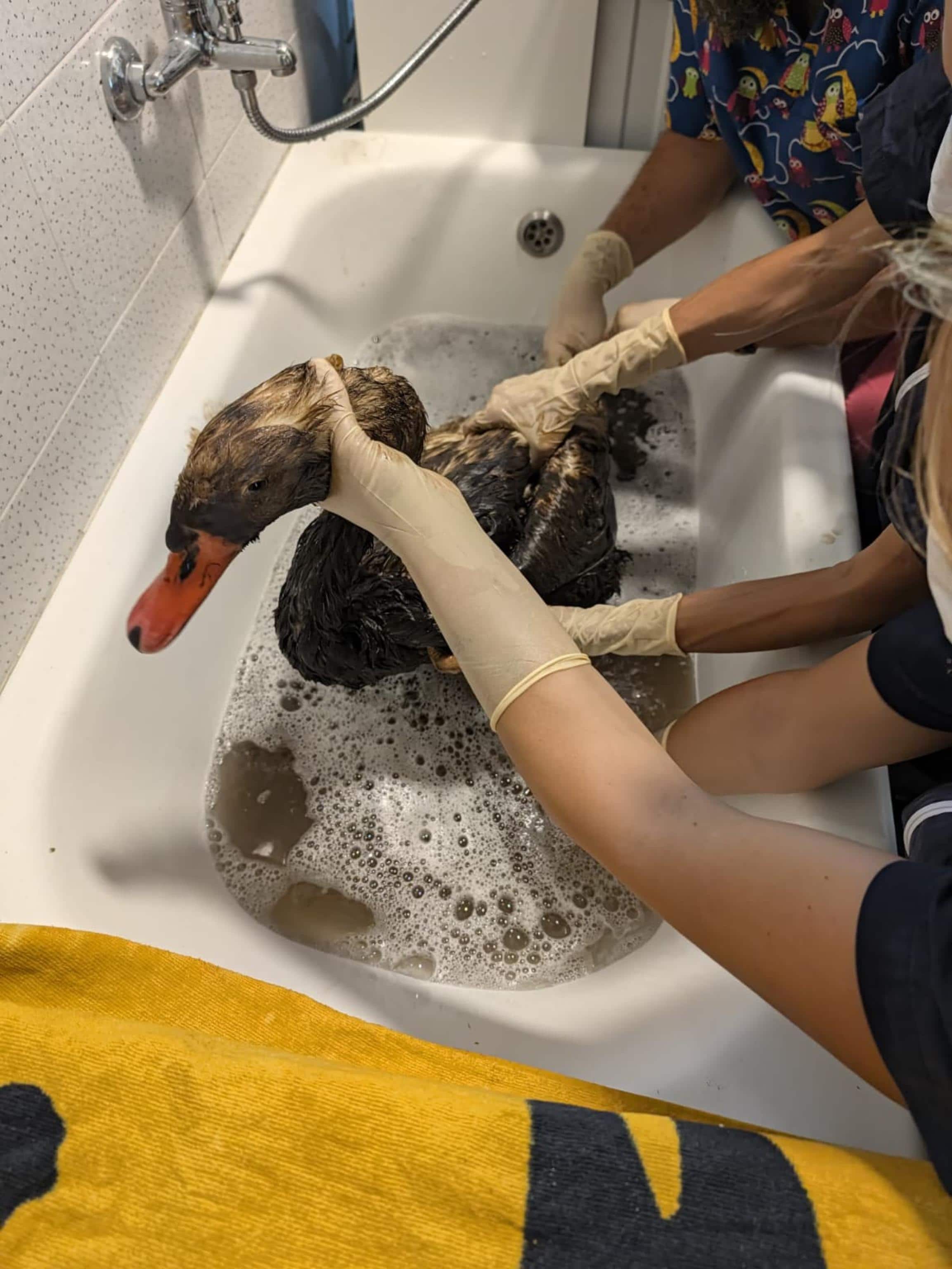 Un cigno reale imbrattato dopo lo sversamento di oli nel Naviglio e portato al centro di recupero di fauna selvatica Lipu - La Fagiana di Pontevecchio di Magenta, nel Milanese, 5 settembre 2026. ANSA/ LIPU LA FAGIANA ++FOTO DIFFUSA DALL'UFFICIO STAMPA - USARE SOLO PER ILLUSTRARE OGGI LA NOTIZIA INDICATA NEL TITOLO - NON ARCHIVIARE - NON VENDERE - NON USARE PER FINI NON GIORNALISTICI - NPK++