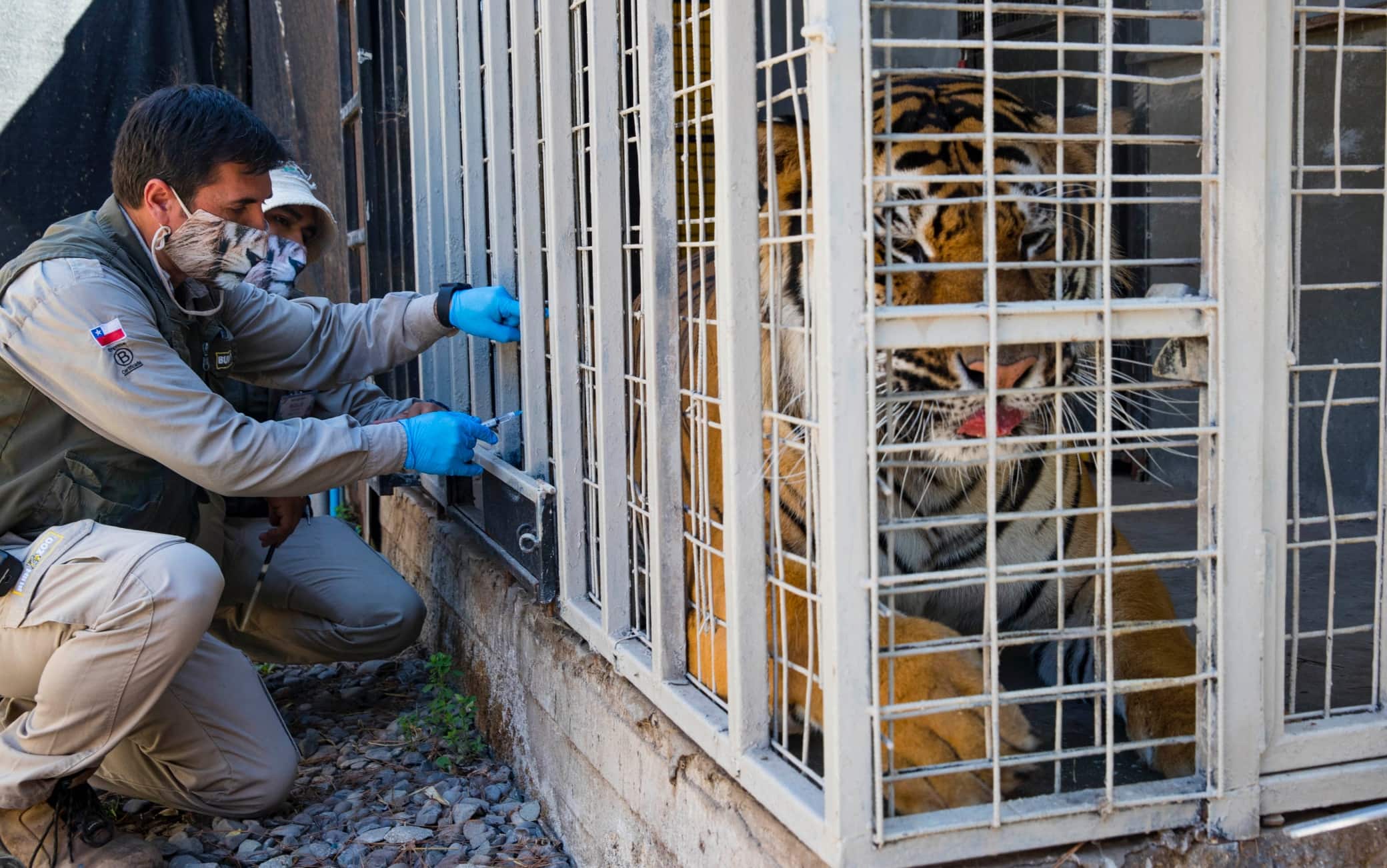 Covid zoo vaccino animali cile