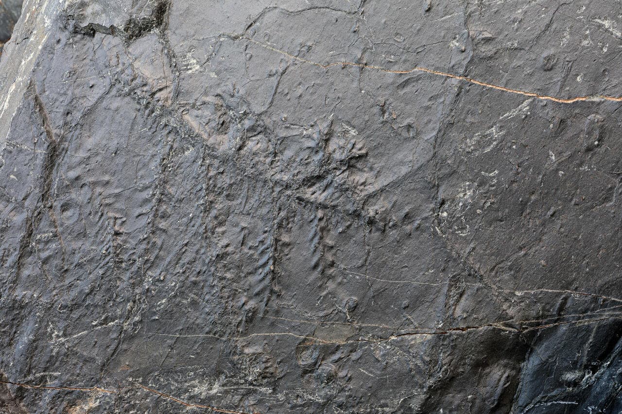 Ecosistema preistorico fossile in Valtellina