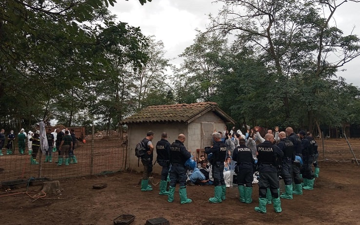 Peste suina, sgombero rifugio a Zinasco