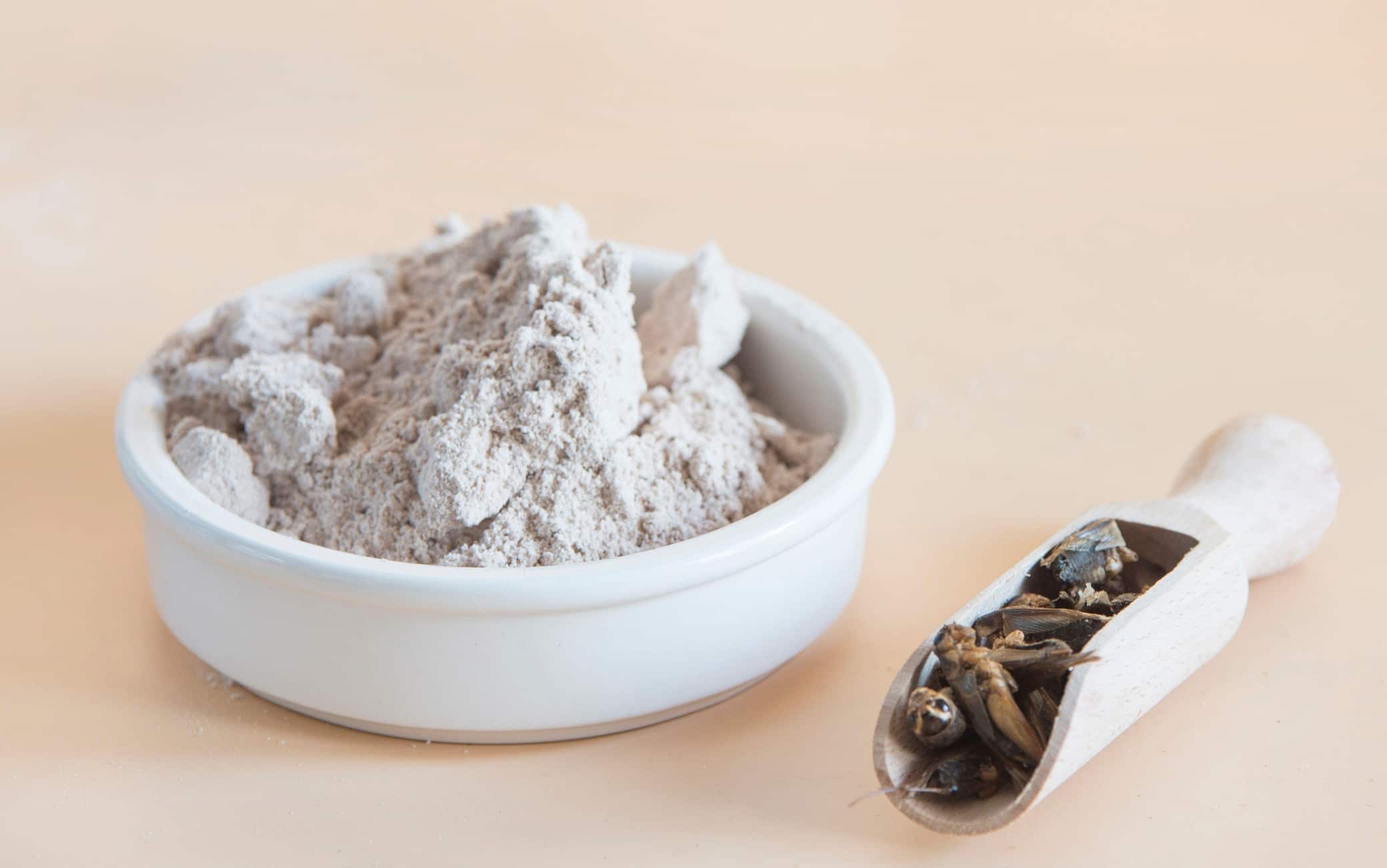 cricket flour close up
