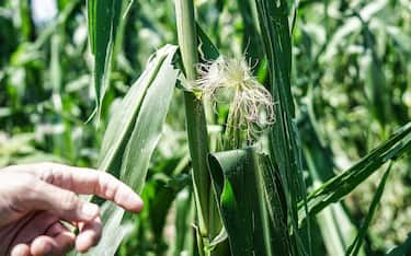 Grandine nel torinese, danni all'agricoltura