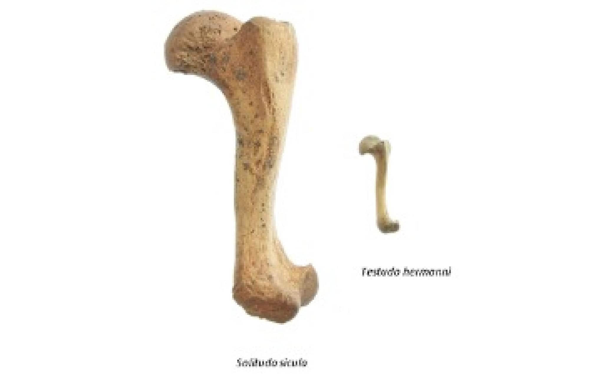 Una nuova specie di testuggine gigante è stata scoperta in una tomba in una grotta in Sicilia. In un'area funeraria attribuibile all'Età del rame, a circa 15 metri di profondità, nella grotta chiamata Zubbio di Cozzo San Pietro a Bagheria (Palermo), sono stati portati alla luce alcuni resti di una testuggine di grande taglia, il cui guscio raggiungeva probabilmente i 50-60 centimetri. Analisi al radiocarbonio dei resti hanno rivelato che il loro possessore era in vita circa 12.500 anni fa, molto prima che la grotta fosse interessata dalle attività funerarie. La presenza di un femore molto ben conservato ha consentito di confrontare le caratteristiche morfologiche della testuggine di Bagheria con quella di tutte le testuggini viventi e fossili del Bacino Mediterraneo e di stabilire che si tratta di una nuova specie, che ha richiesto anche l'istituzione di un nuovo genere. Il materiale è stato attribuito così dai ricercatori a 'Solitudo sicula', che hanno scelto quindi un nome con una certa assonanza col genere dell'unica testuggine terrestre attualmente vivente in Sicilia, Testudo, ma che allude alla rarità delle ultime testuggini di grandi dimensioni del Mediterraneo. Il lavoro di ricerca che ha portato alla scoperta è stato coordinato dal professor Massimo Delfino del Dipartimento di Scienze della Terra dell'Università di Torino, in collaborazione con un team internazionale che include, oltre all'Università di Palermo, anche istituti di ricerca e musei in Argentina, Germania, Polonia e Spagna.ANSA/ UFFICIO STAMPA UNVERSITA' DI TORINO+++ ANSA PROVIDES ACCESS TO THIS HANDOUT PHOTO TO BE USED SOLELY TO ILLUSTRATE NEWS REPORTING OR COMMENTARY ON THE FACTS OR EVENTS DEPICTED IN THIS IMAGE; NO ARCHIVING; NO LICENSING +++