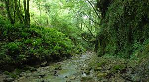 bosco di smerillo