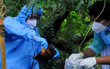 Un pipistrello della frutta viene prelevato dalla natura e portato via per dei controlli sanitari, Kozhikode, India, 2021