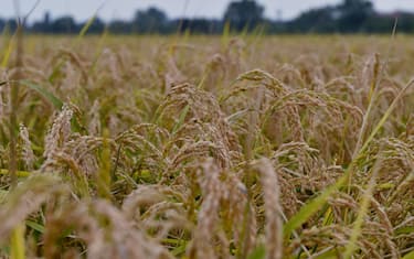 RACCOLTA DEL RISO ALLA CASCINA SAN MARCHETTO DI VIA SAN MARCHETTO