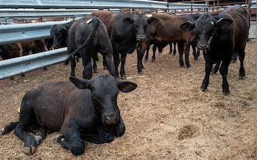 DUBLIN, TEXAS - JUNE 05: Cattle wait in a stable on June 05, 2026 in Dublin, Texas. U.S. Secretary of Agriculture Brooke Rollins has confirmed the detection of the New World screwworm—a parasitic fly whose larvae feed on the living tissue of warm-blooded animals—in a cow in Zavala County, Texas. The discovery comes as the cattle industry continues to grapple with a historic herd shortage that has pushed wholesale beef prices to record levels, contributing to a 17% increase in steak prices and a 19% rise in ground beef costs. Prolonged drought, labor shortages, and escalating operating expenses have forced several well-known Texas barbecue establishments to close, while others are weighing significant reductions in service. Although the Trump administration has launched supply-side measures aimed at easing pressure on the beef industry, progress slowed after the White House paused two executive orders in early May. (Photo by Brandon Bell/Getty Images)