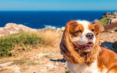 Un cane