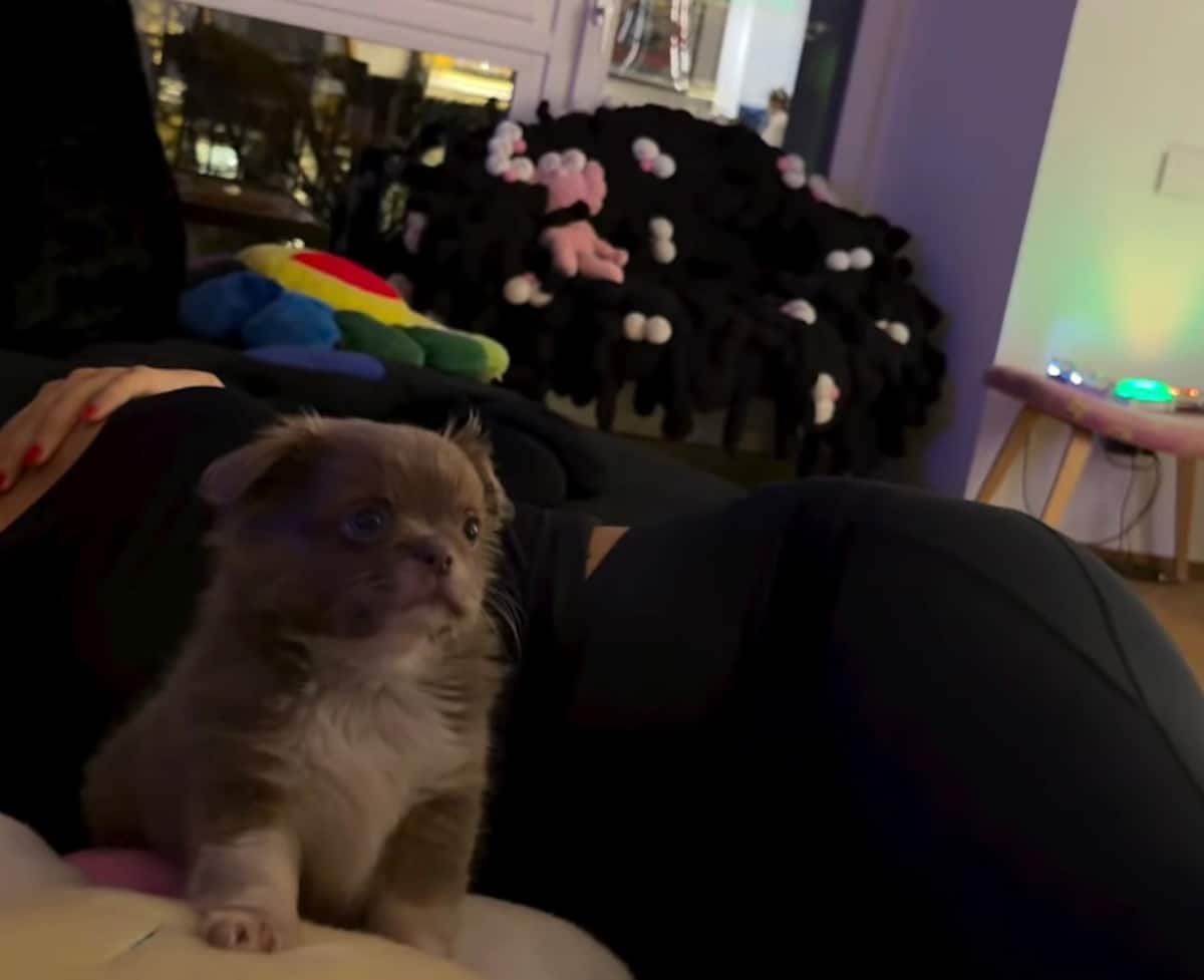 Maurizio, il nuovo cane di Fedez