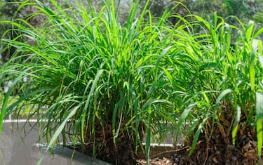 Citronella