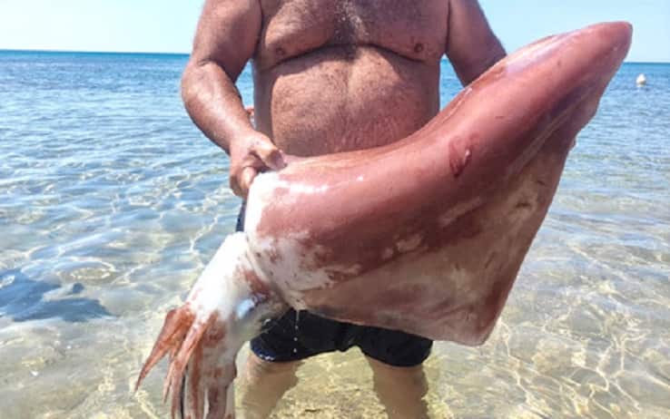 Calamaro gigante
