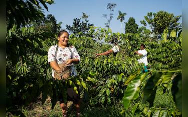 Donne che coltivano il caffè in Guatemala