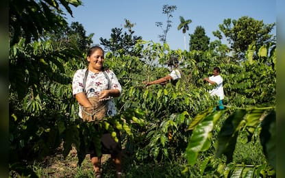 Donne che coltivano il caffè in Guatemala