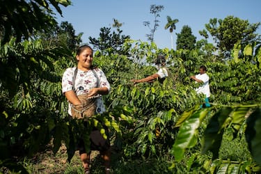 Donne che coltivano il caffè in Guatemala