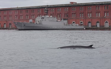 Un cetaceo, probabilmente una balenottera, è comparso all'improvviso nell'area del Molo Beverello, arrivando a nuotare sin quasi sotto le banchine dove operano i mezzi veloci pper le isole, Napoli, 23 febbraio 2026. ANSA/CIRO FUSCO