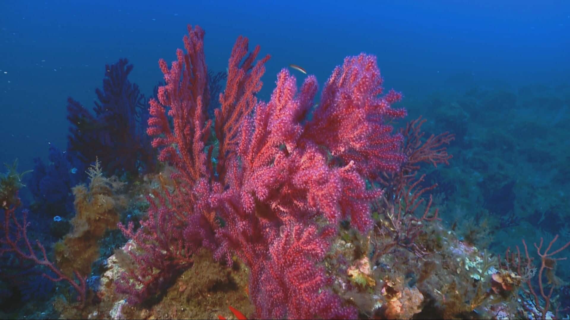 I coralli nel Mediterraneo intorno alla Sicilia