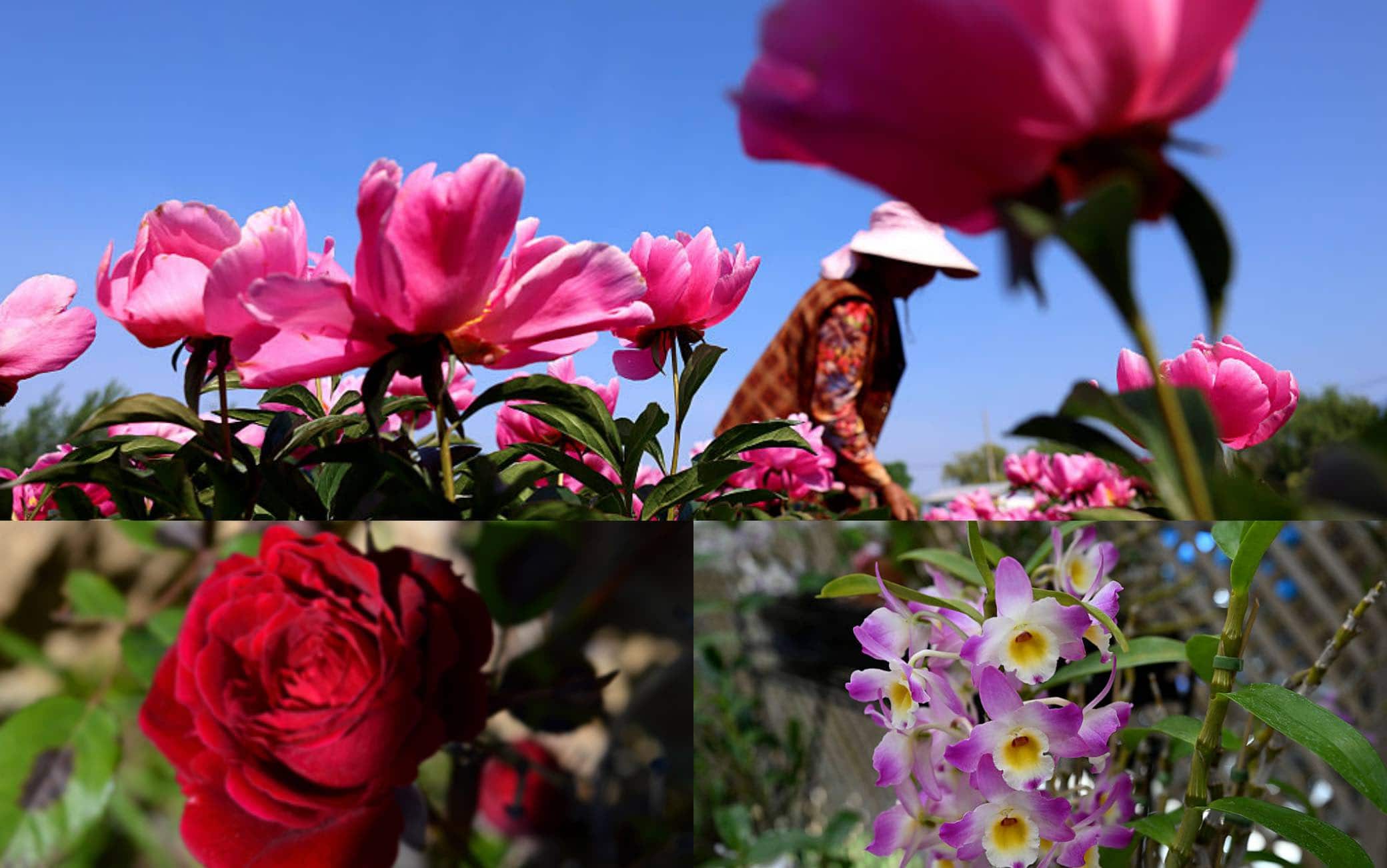 Fiori regalati per la Festa della Mamma in Italia