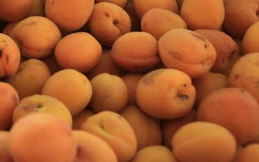 albicocche