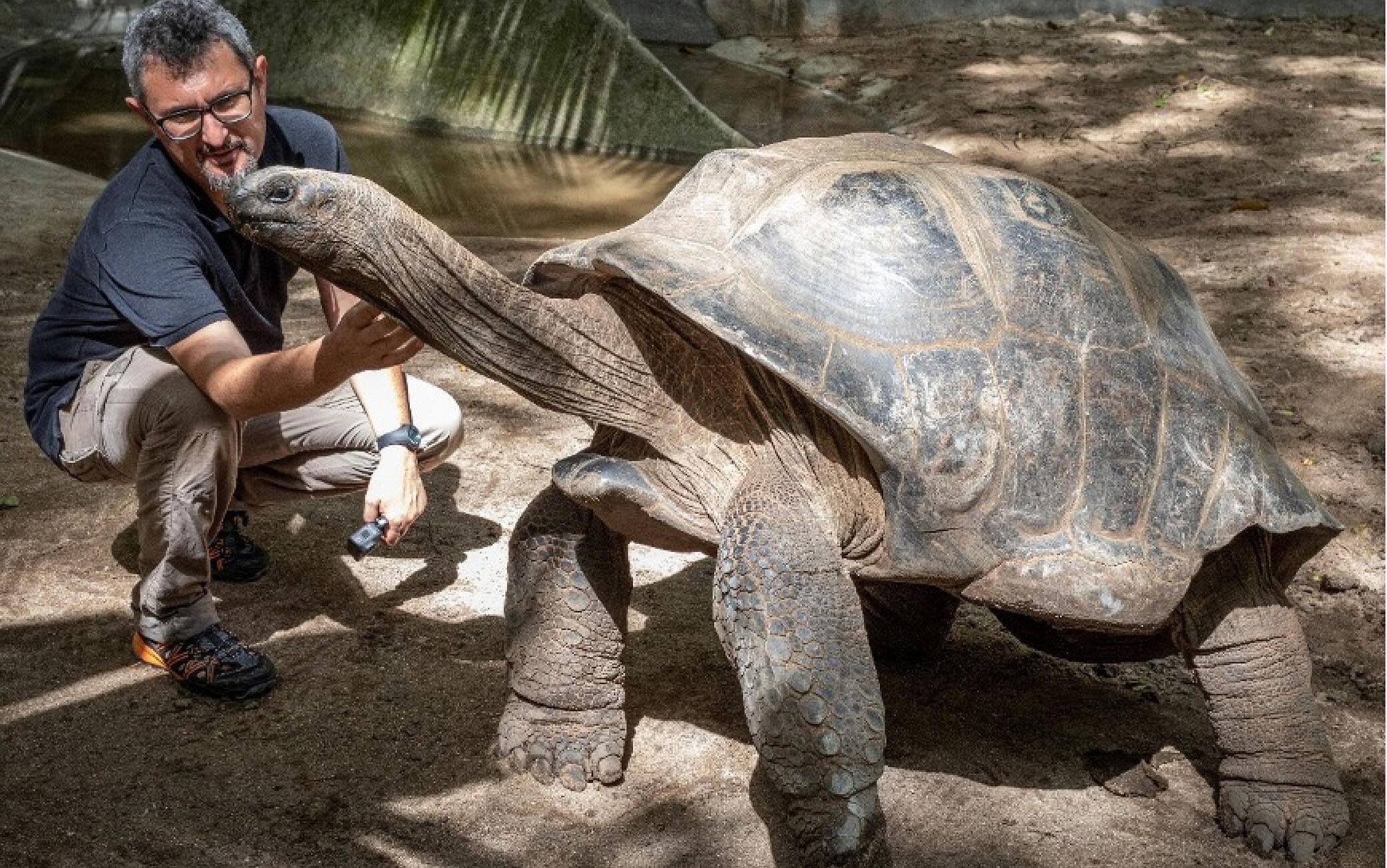 Una nuova specie di testuggine gigante è stata scoperta in una tomba in una grotta in Sicilia. In un'area funeraria attribuibile all'Età del rame, a circa 15 metri di profondità, nella grotta chiamata Zubbio di Cozzo San Pietro a Bagheria (Palermo), sono stati portati alla luce alcuni resti di una testuggine di grande taglia, il cui guscio raggiungeva probabilmente i 50-60 centimetri. Analisi al radiocarbonio dei resti hanno rivelato che il loro possessore era in vita circa 12.500 anni fa, molto prima che la grotta fosse interessata dalle attività funerarie. La presenza di un femore molto ben conservato ha consentito di confrontare le caratteristiche morfologiche della testuggine di Bagheria con quella di tutte le testuggini viventi e fossili del Bacino Mediterraneo e di stabilire che si tratta di una nuova specie, che ha richiesto anche l'istituzione di un nuovo genere. Il materiale è stato attribuito così dai ricercatori a 'Solitudo sicula', che hanno scelto quindi un nome con una certa assonanza col genere dell'unica testuggine terrestre attualmente vivente in Sicilia, Testudo, ma che allude alla rarità delle ultime testuggini di grandi dimensioni del Mediterraneo. Il lavoro di ricerca che ha portato alla scoperta è stato coordinato dal professor Massimo Delfino del Dipartimento di Scienze della Terra dell'Università di Torino, in collaborazione con un team internazionale che include, oltre all'Università di Palermo, anche istituti di ricerca e musei in Argentina, Germania, Polonia e Spagna.ANSA/ UFFICIO STAMPA UNVERSITA' DI TORINO+++ ANSA PROVIDES ACCESS TO THIS HANDOUT PHOTO TO BE USED SOLELY TO ILLUSTRATE NEWS REPORTING OR COMMENTARY ON THE FACTS OR EVENTS DEPICTED IN THIS IMAGE; NO ARCHIVING; NO LICENSING +++