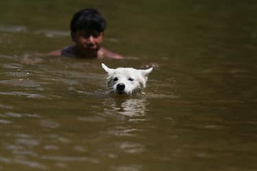 Un cane che si ripara dal caldo