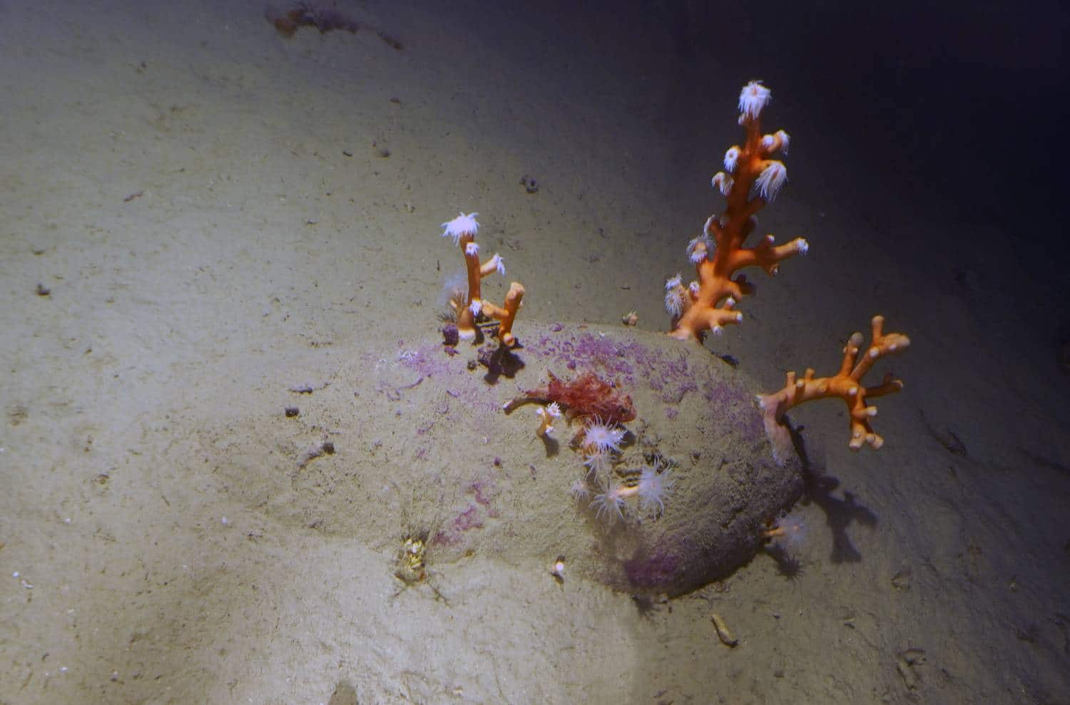 Le anfore erano a 70 metri di profondità