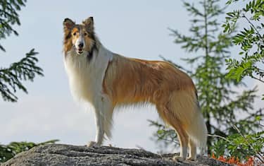 Lassie Come Home