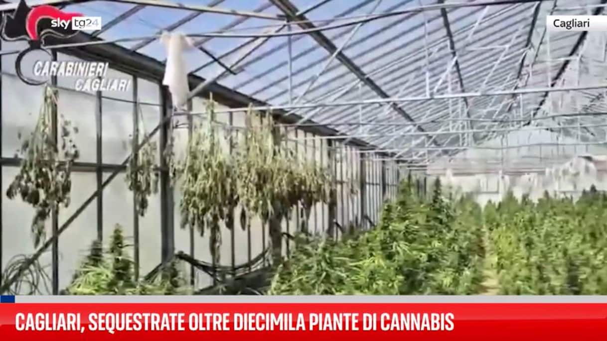 Cagliari, sequestrate oltre diecimila piante di cannabis