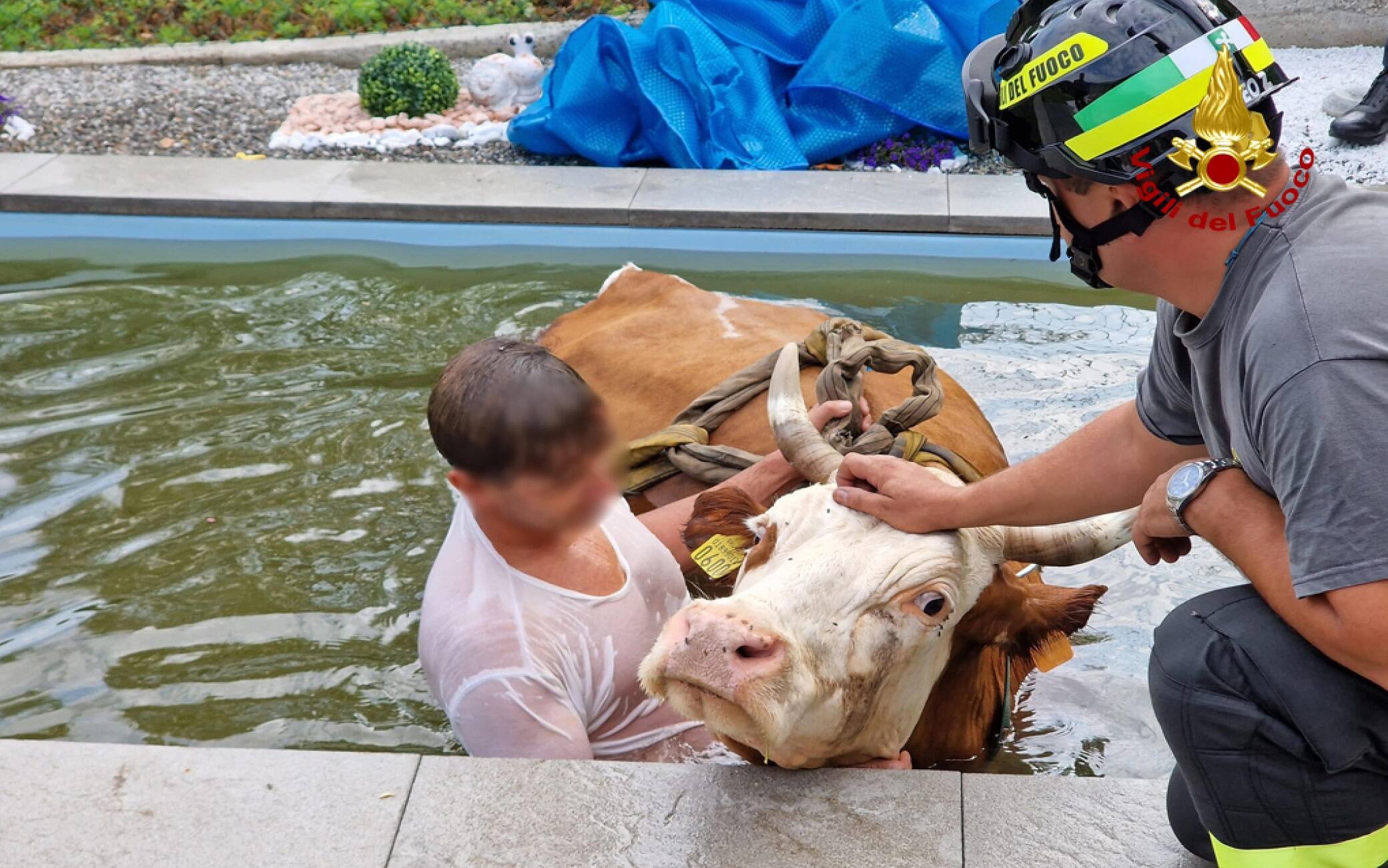 In una foto fornita dall'ufficio stampa, Vigili del Fuoco intervengono per far uscire una mucca scivolata all'interno della piscina di un'abitazione a Porto Valtravaglia (Varese), 28 luglio 2022. L'animale, forse per la sete o per il caldo, si è infilato nel terreno dell'abitazione sulla sponda varesina del Lago Maggiore ed è poi finito in piscina. ANSA +++ HO NO SALES - DITORIAL USE ONLY +++ o +++ ANSA PROVIDES ACCESS TO THIS HANDOUT PHOTO TO BE USED SOLELY TO ILLUSTRATE NEWS REPORTING OR COMMENTARY ON THE FACTS OR EVENTS DEPICTED IN THIS IMAGE; NO ARCHIVING; NO LICENSING +++