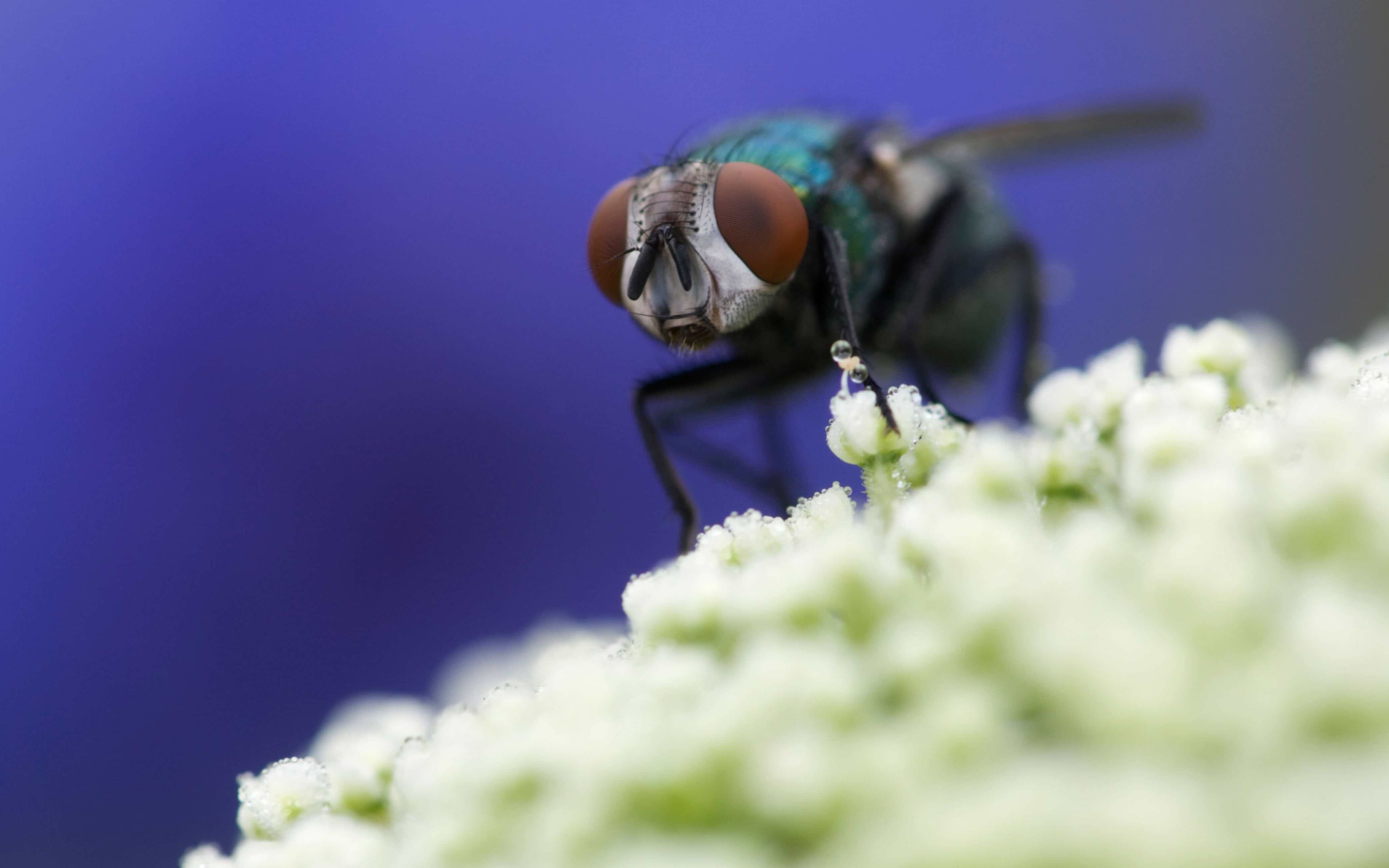 mosca assassina