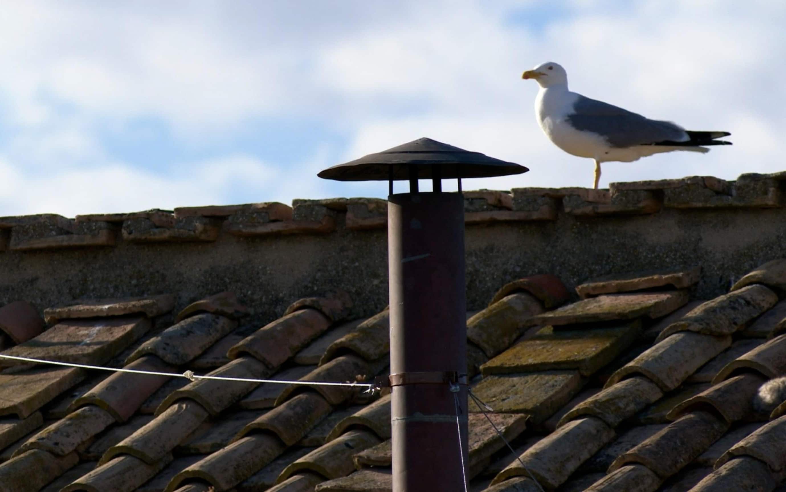 Il gabbiano accanto al comignolo della Sistina