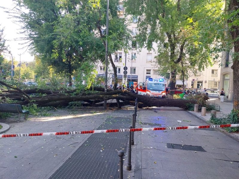 L'albero caduto in piazza Risorgimento