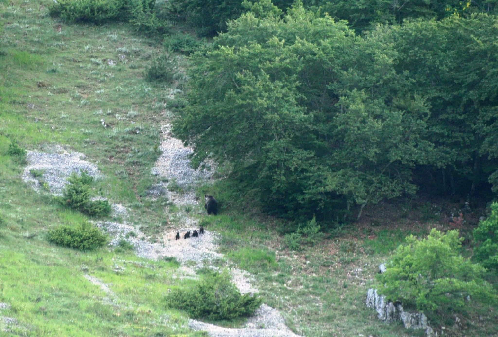 orsa