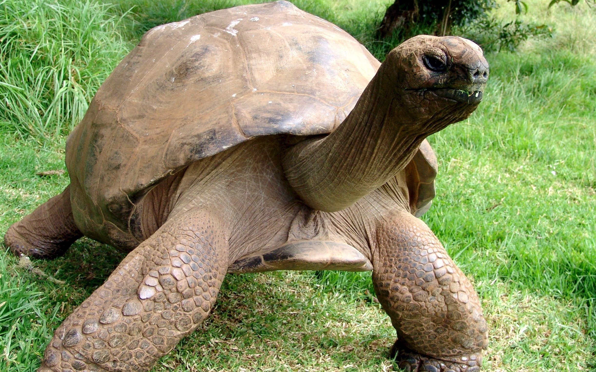 La tartaruga Jonathan, esemplare più longevo al mondo con i suoi 194 anni