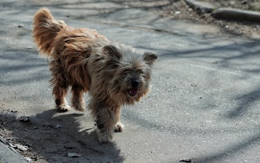 Cane randagio in Ucraina