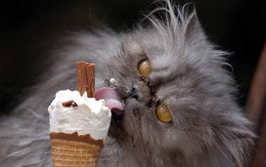 Un gatto persiano mentre mangia un gelato